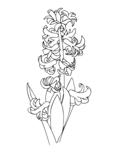 Flower Hyacinth Coloring Pdf, Free Vectors File